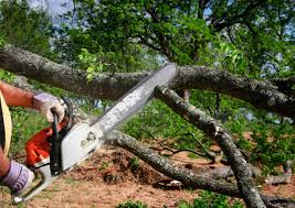 Best Tree Cabling and Bracing  in Primera, TX